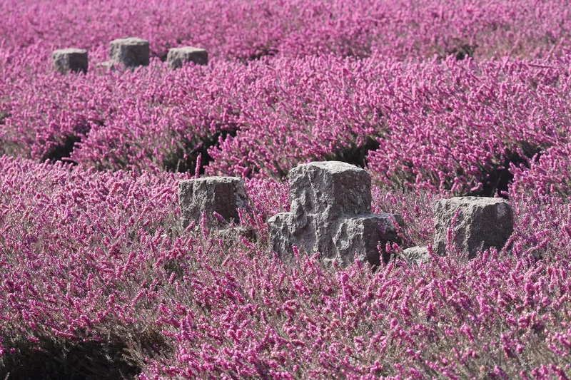전쟁 부동산