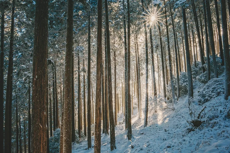 일본 우승