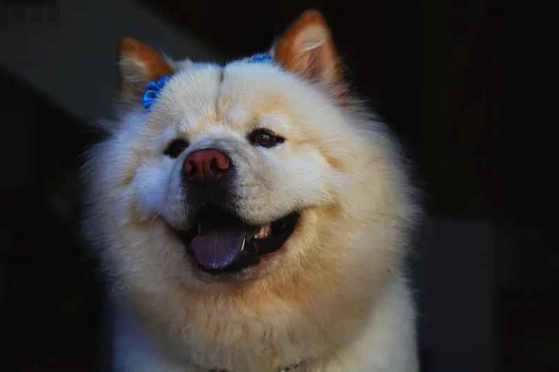 차우민